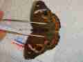 Junonia coenia (indiana 9428 9 aberration) Internet Image property of respective owner, non-commercial use only